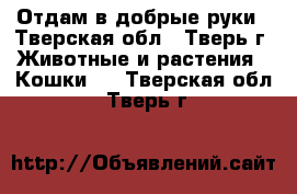 Отдам в добрые руки - Тверская обл., Тверь г. Животные и растения » Кошки   . Тверская обл.,Тверь г.